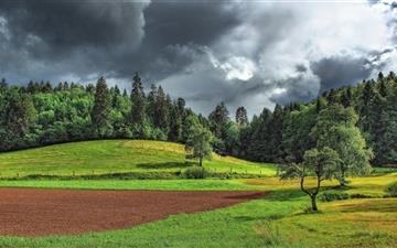 The forest and grassland All Mac wallpaper