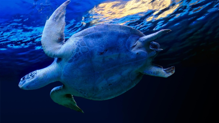  Marine turtle Mac Wallpaper