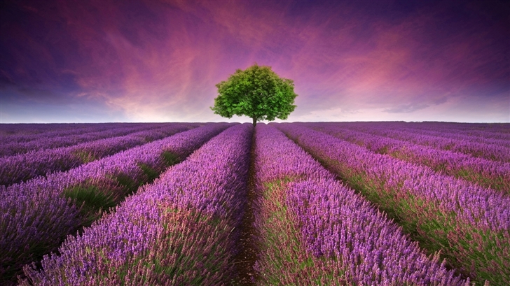  Lavender field Mac Wallpaper