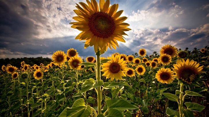  Sunflower field Mac Wallpaper