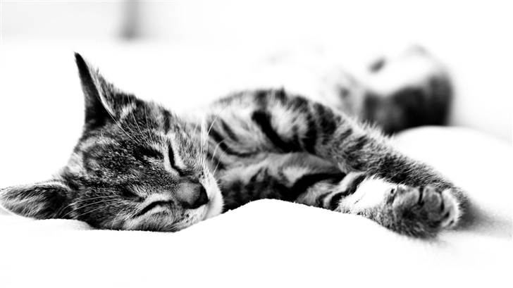 Sleeping cat Mac Wallpaper