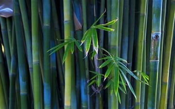 Green Bamboo All Mac wallpaper