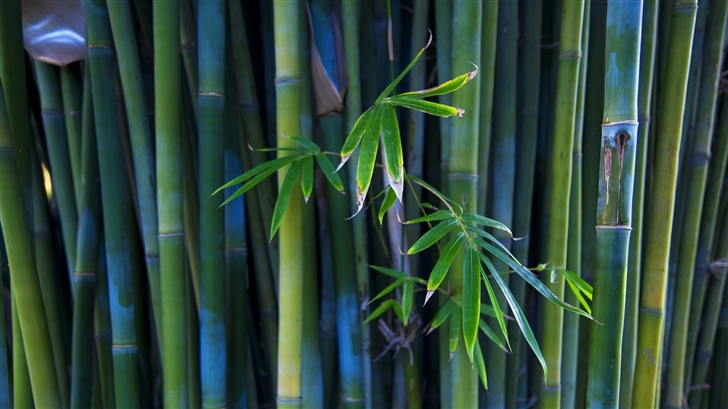  Green Bamboo Mac Wallpaper
