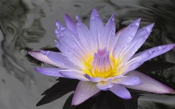 A Water Lily All Mac wallpaper