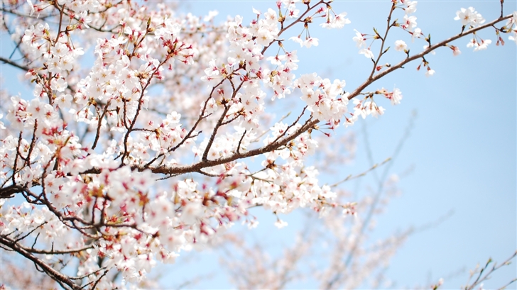  Cherry Blossom Mac Wallpaper