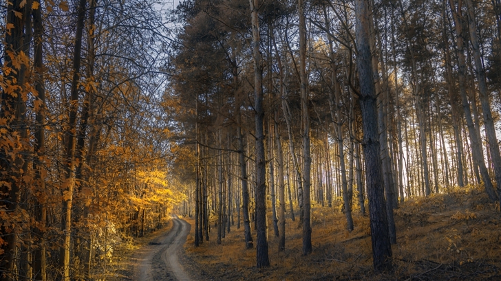 The road in woods Mac Wallpaper