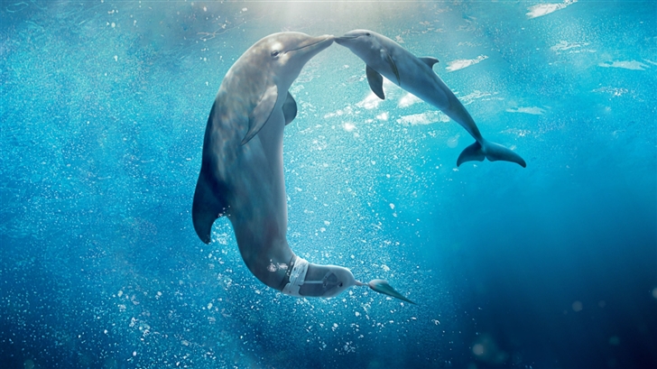 Dolphin Tale Movie Mac Wallpaper