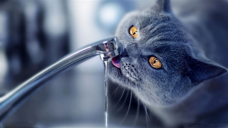 Cat Drink Water Mac Wallpaper