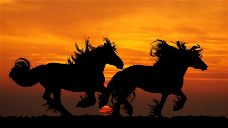 The Horses Mac Wallpaper