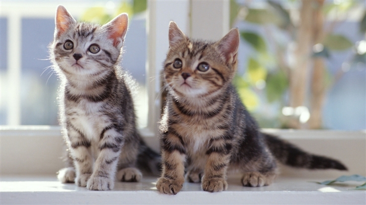 Tabby Kittens Mac Wallpaper