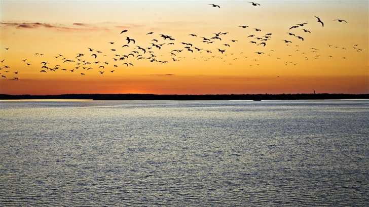 Birds In Flight Sunset Mac Wallpaper