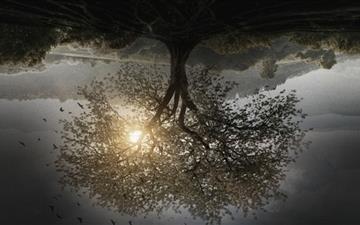 The Divergent Series Insurgent Tree MacBook Air wallpaper