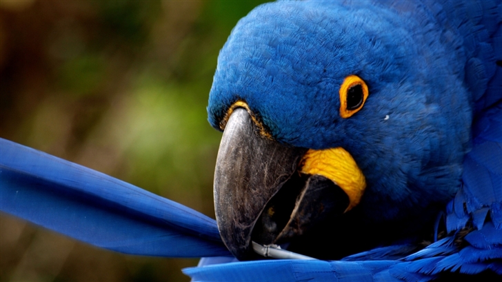 Blue Parrot Mac Wallpaper