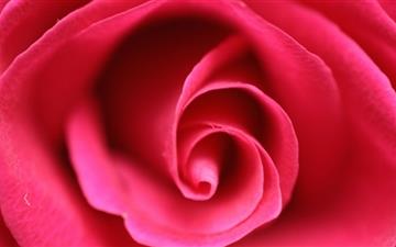 Close Up Pink Rose All Mac wallpaper