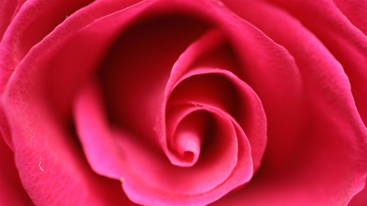 Close Up Pink Rose Mac Wallpaper