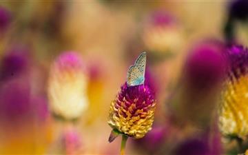 Colorful Butterfly All Mac wallpaper