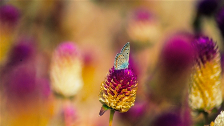 Colorful Butterfly Mac Wallpaper
