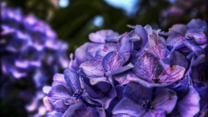 Dreamy Purple Flower Mac Wallpaper