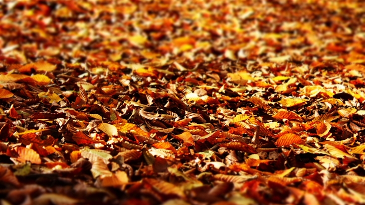 Fall Foliage Mac Wallpaper