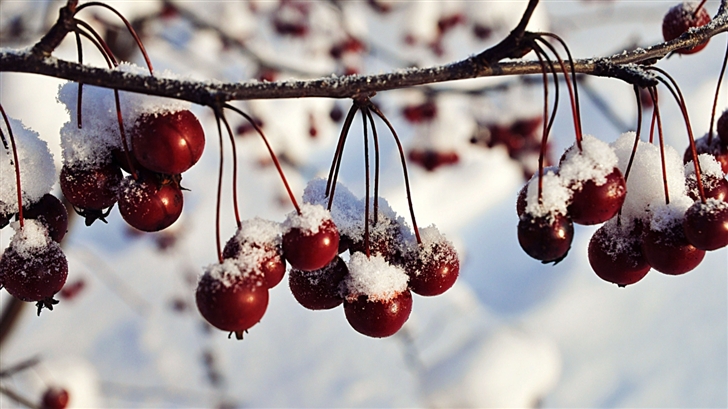 Frozen Red Berries Winter Mac Wallpaper