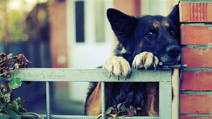German Shephre Over The Fence Mac Wallpaper