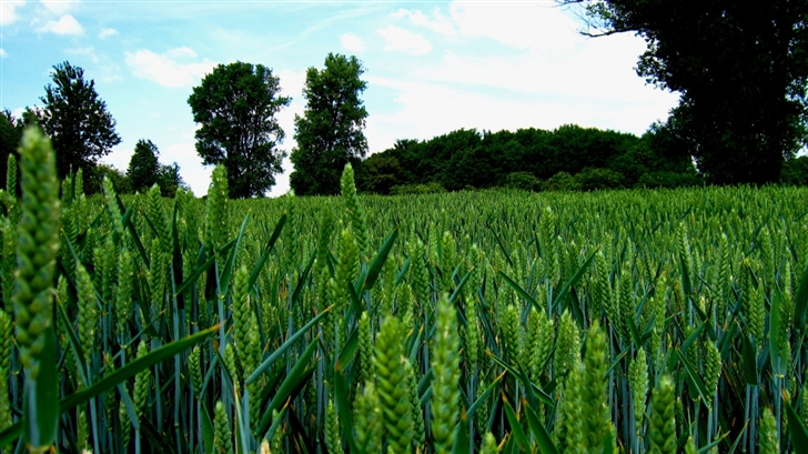 Green Wheat Field Landscape Mac Wallpaper