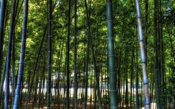 Inside The Bamboo Forest All Mac wallpaper