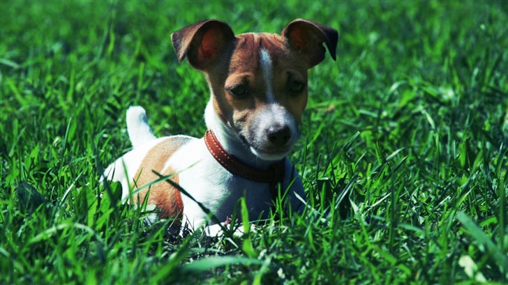 Jack Russell Terrier  Mac Wallpaper