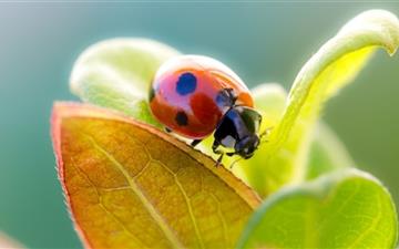 Ladybug On Leaf Top All Mac wallpaper