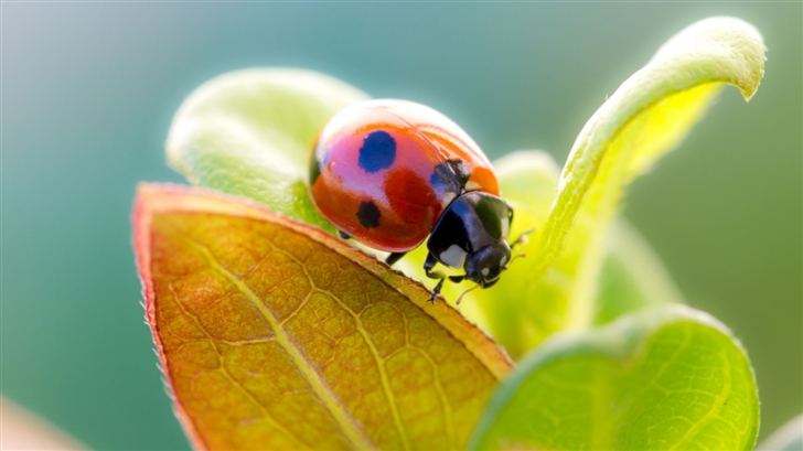 Ladybug On Leaf Top Mac Wallpaper