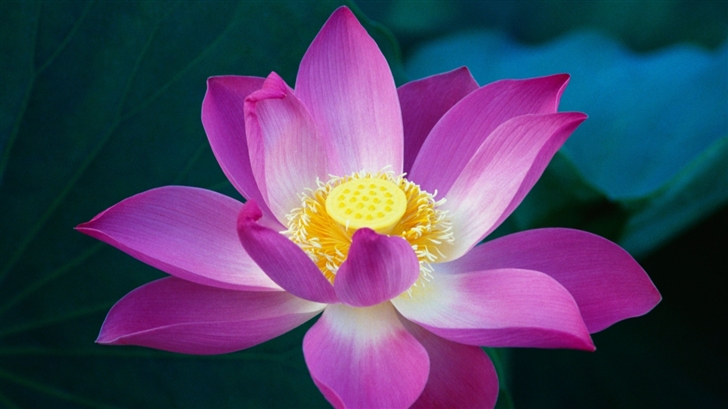 Lotus Flower Mac Wallpaper