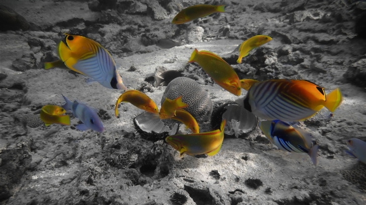 Rarotonga Underwater Mac Wallpaper