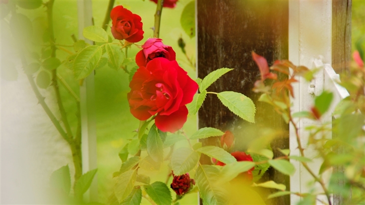 Red Roses Rosarium Utrecht Mac Wallpaper