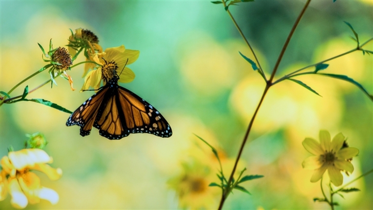 Monarch Butterfly On A Yellow Flower Mac Wallpaper