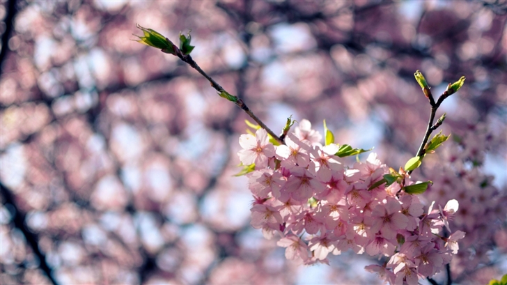 Sakura Flowers Mac Wallpaper