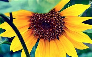 The Sunflower All Mac wallpaper