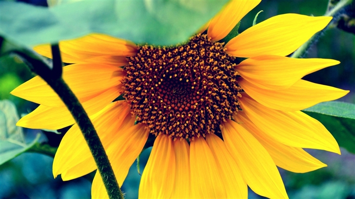 The Sunflower Mac Wallpaper