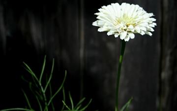 Unstained Flower All Mac wallpaper