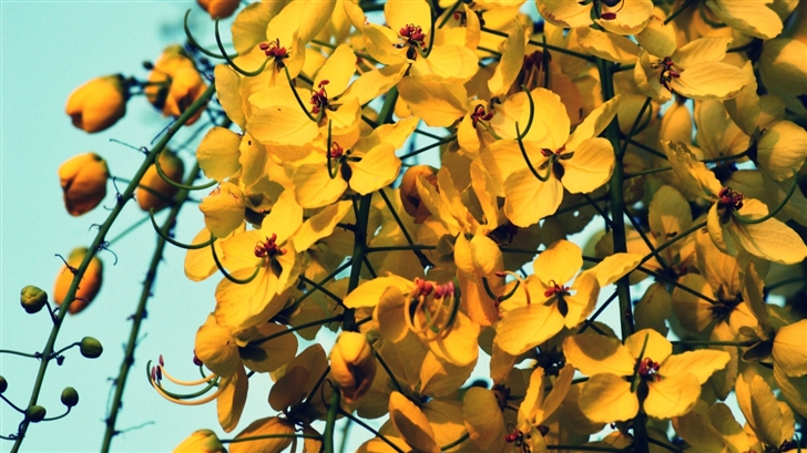 Yellow Flowers Mac Wallpaper