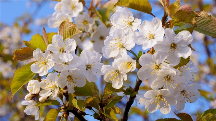 Beautiful Blossoms Mac Wallpaper