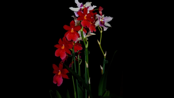 Cambria Orchids Mac Wallpaper