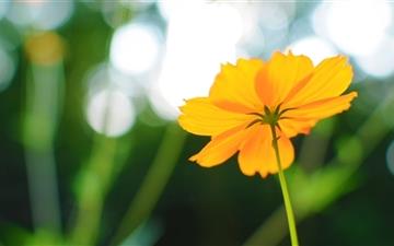 Cosmos Flower In Late Summer All Mac wallpaper