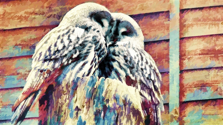 Owls Painting Mac Wallpaper