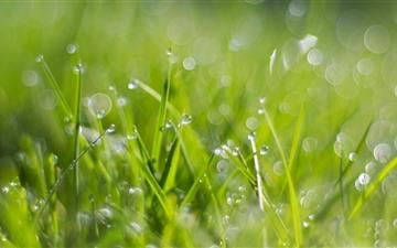 Fresh Dew Drops On Grass All Mac wallpaper
