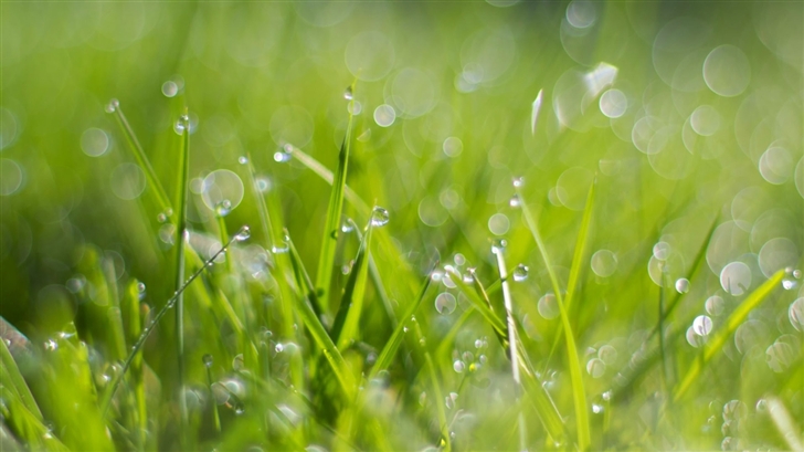 Fresh Dew Drops On Grass Mac Wallpaper