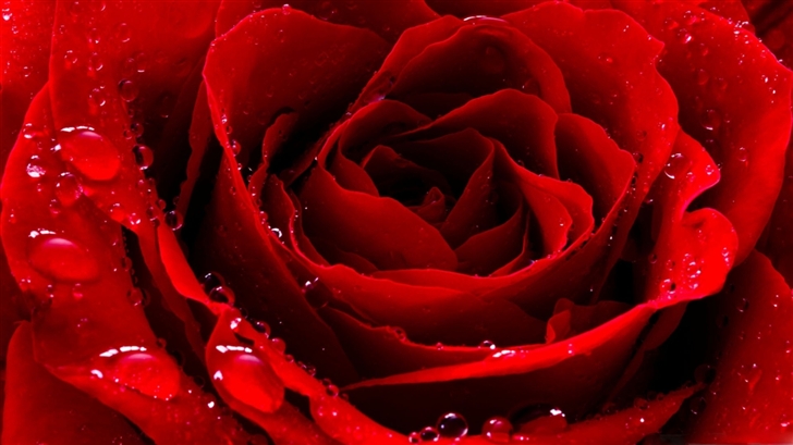 Red Love Rose Mac Wallpaper