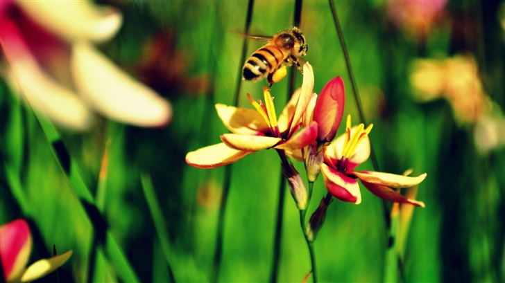 The Bees And The Flowers Mac Wallpaper