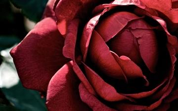 Beautiful Dark Red Rose All Mac wallpaper