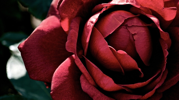 Beautiful Dark Red Rose Mac Wallpaper