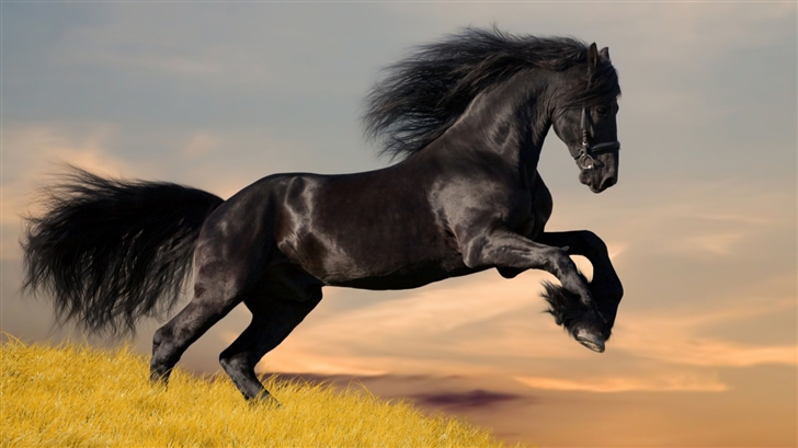 Black Horse Mac Wallpaper